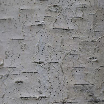 白桦树树皮材质贴图 (127)