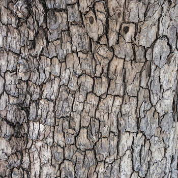 树皮材质贴图 (48)