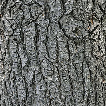 树皮材质贴图 (105)
