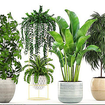 室内盆栽植物国外3D模型下载