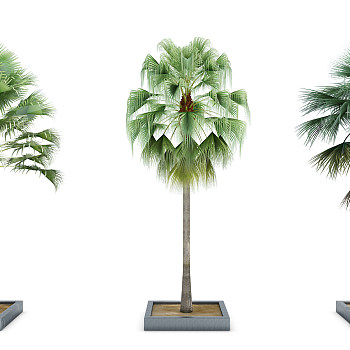 H10-0903室外热带植物椰子树（vr代理）