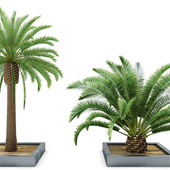 H09-0903室外热带植物椰子树（vr代理）
