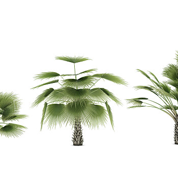 H07-0720热带植物树