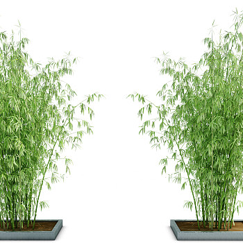 H20-0903室外绿植竹子（vr代理）