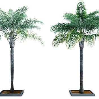 H16-0903室外绿植椰子树（vr代理）