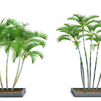H15-0903室外植物热带树椰子树（vr代理）