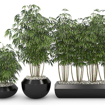 Z02-1114植物盆栽竹子