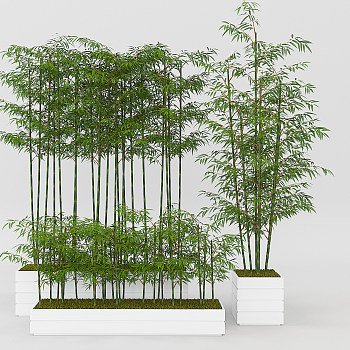 Z01-1114植物竹子