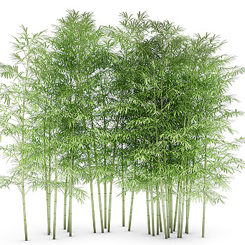 H01-0821植物竹子