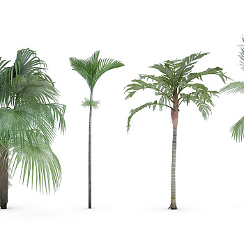 H09-0727热带植物树