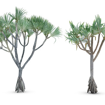 H07-0727热带植物树