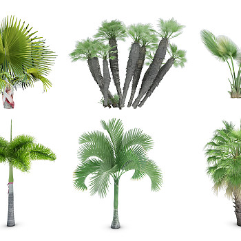 H02-0727热带植物树