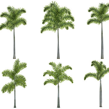 H20-0720热带植物树