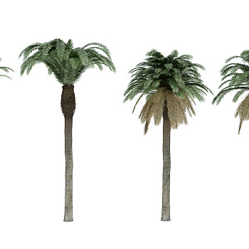 H15-0720热带植物树