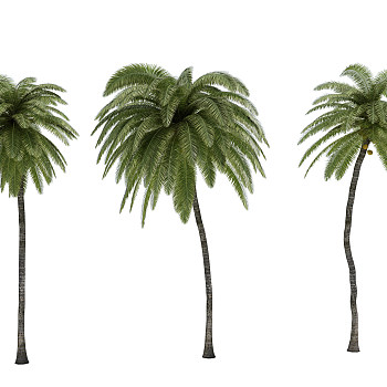 H14-0720热带植物树