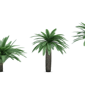 H13-0720热带植物树