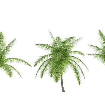 H12-0720热带植物树