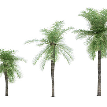H10-0720热带植物树