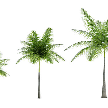 H09-0720热带植物树