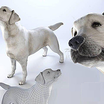 拉布拉多宠物狗模型国外3D模型