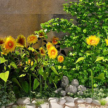 Z01-0506现代庭院植物景观向日葵鹅卵石石头