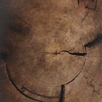 粗糙原木烂木头旧木头 年轮木桩 (1)