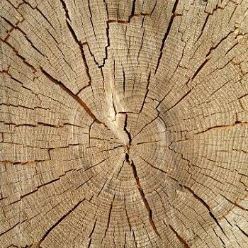 破旧粗糙原木老木头树桩年轮 (1)