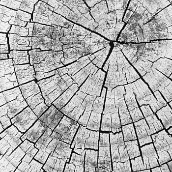 破旧粗糙原木老木头树桩年轮 (5)