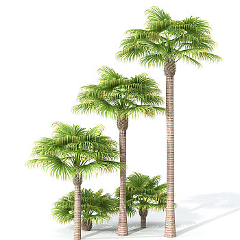 H118景观树椰子树3dmax模型下载