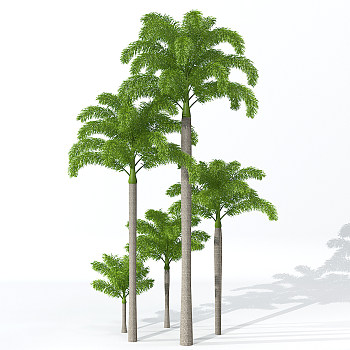 H116景观树椰子树dmax模型下载