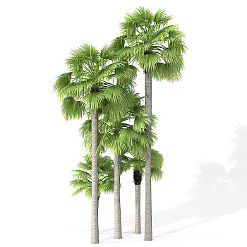 H120-0726景观树椰子树热带植物3dmax模型下载