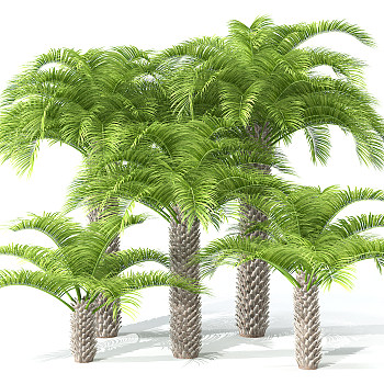 H121-0726景观树椰子树3dmax模型下载