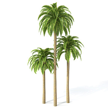H65-0726景观树椰子树3dmax模型下载