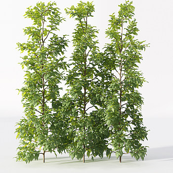 Z18-0720园林植物矮树3d模型下载