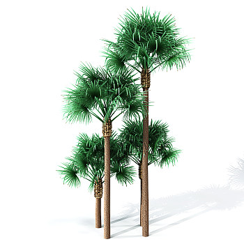 H63-0726景观树椰子树3dmax模型下载