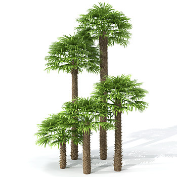 H68-0726景观树椰子树3dmax模型下载