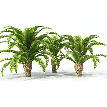 H66-0726景观树椰子树3dmax模型下载