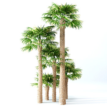 H74-0726景观树椰子树3dmax模型下载