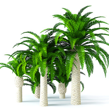 H73-0726景观树椰子树3dmax模型下载