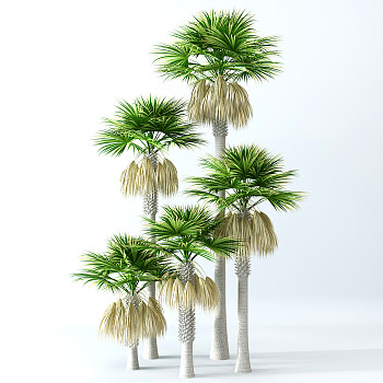 H71-0726景观树椰子树3dmax模型下载
