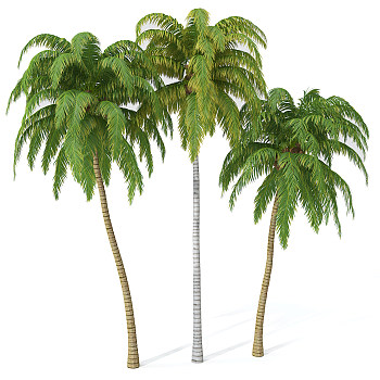 H70-0726景观树椰子树3dmax模型下载