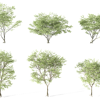 Z21-0731园林植物景观树3d模型下载