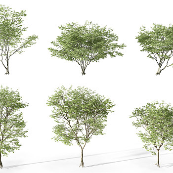 Z21-0731园林植物景观树3d模型下载