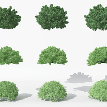 H09-0730景观植物树松树针叶灌木植物树3dmax模型下载