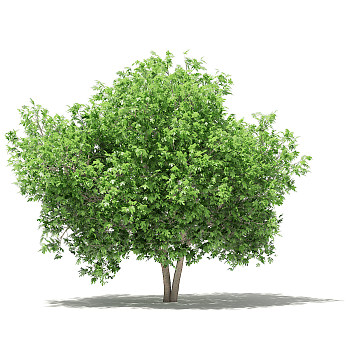 27无花果果树景观植物树3dmax模型下载