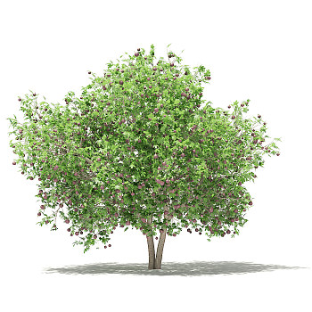 28无花果果树景观植物树3dmax模型下载