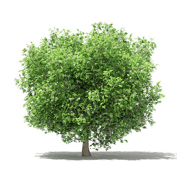 29无花果果树景观植物树3dmax模型下载