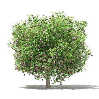 30无花果果树景观植物树3dmax模型下载