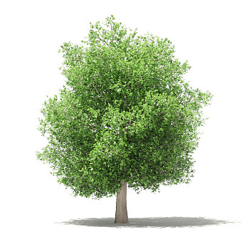 31无花果果树景观植物树3dmax模型下载