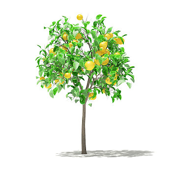 02橙子水果果树3d模型下载